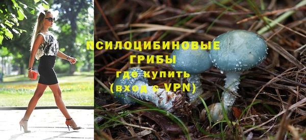 стаф Медногорск